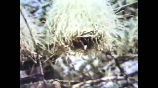 Sesame Street   Weaver Bird