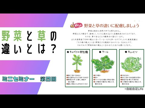 プラタカントミス・ラシウルス