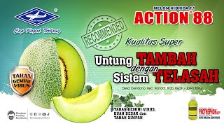 Download lagu BISI Sahabat Petani: #melon ACTION-88, Untung BERTAMBAH dengan Sistem TELASAH !!! (Kualitas Super) mp3