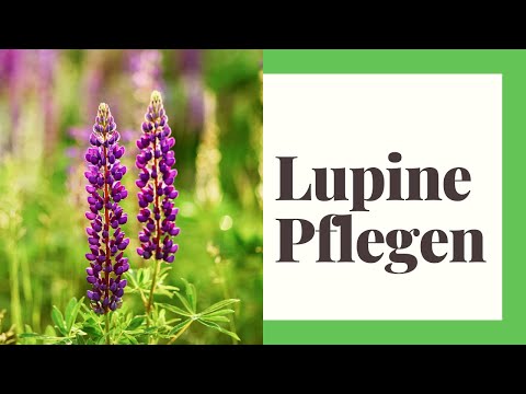 Lupine Care (How to do it right)