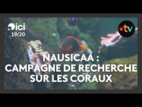 Nausicaá : à l'aube des 35 ans du plus grand aquarium d'Europe, les visiteurs sont au rendez-vous