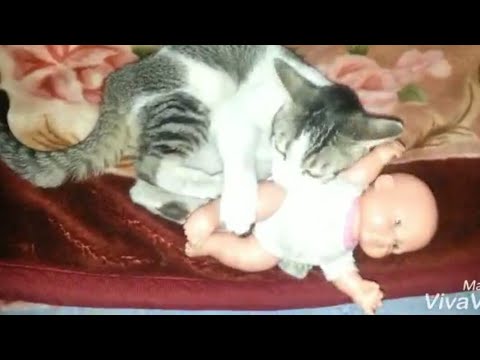funny cat playing with baby toy. cat's cute action. angry cat