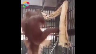 animale maimuta isteata