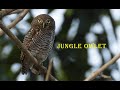 jungle owlet