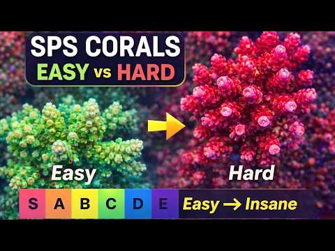 SPS-Korallen nach Schwierigkeitsgrad geordnet