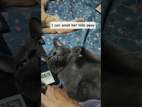 How Does Sharon Even Hunt? | A Cat's Curious Thoughts.  #cat #shorts #trending #viralvideo