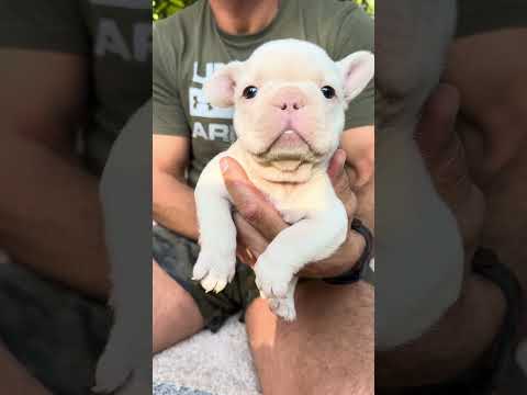 Video 1
