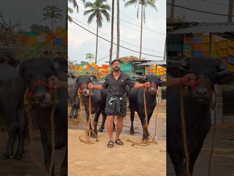 വെറും 149 രൂപയ്ക്കാണ് കൂറ്റൻ സൈസ് പോത്തിന്റെ ഇറച്ചി നമ്മൾ ഇവിടെ കൊടുക്കുന്നത് 😜#sorts #comedy