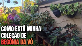 RECUPERANDO MINHA COLEÇÃO DE BEGÔNIA DA VÓ: DICAS DE COMO REPLANTAS, CULTIVAR, REGAR E ADUBAR