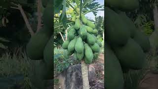 How to stimulate papaya tree to produce more fruit