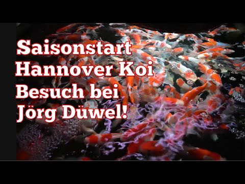 The season kicks off with Jörg Düwel of Hannover Koi! 2500 Tosai! A huge selection for every budget!