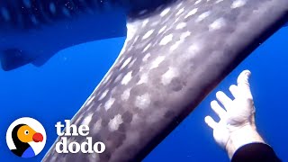 Whale Shark Tangled In Rope Gets Help From Divers | The Dodo by The Dodo