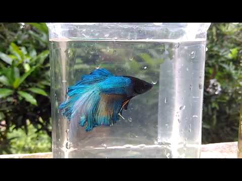 BETTA FISH IN TRIVANDRUM