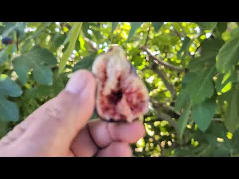 Abebereira (Bebera Preta) Fig - October 14, 2023