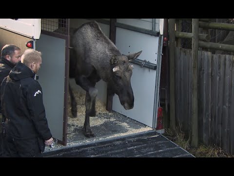 God elg! | Dyrepasserne S09 Episode 15