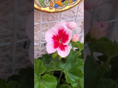 庭や屋内でゼラニウムと組み合わせる植物はどれですか？どういう基準で？  庭園