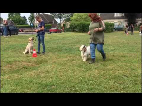 Gevorderden cursus - Hondenschool kersten