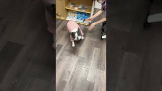 二回目のお散歩かと思ったらメンテナンスで暴れるフレブル