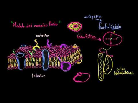 download lagu mp3 mp4 Mosaico Fluido, download lagu Mosaico Fluido gratis, unduh video klip Mosaico Fluido