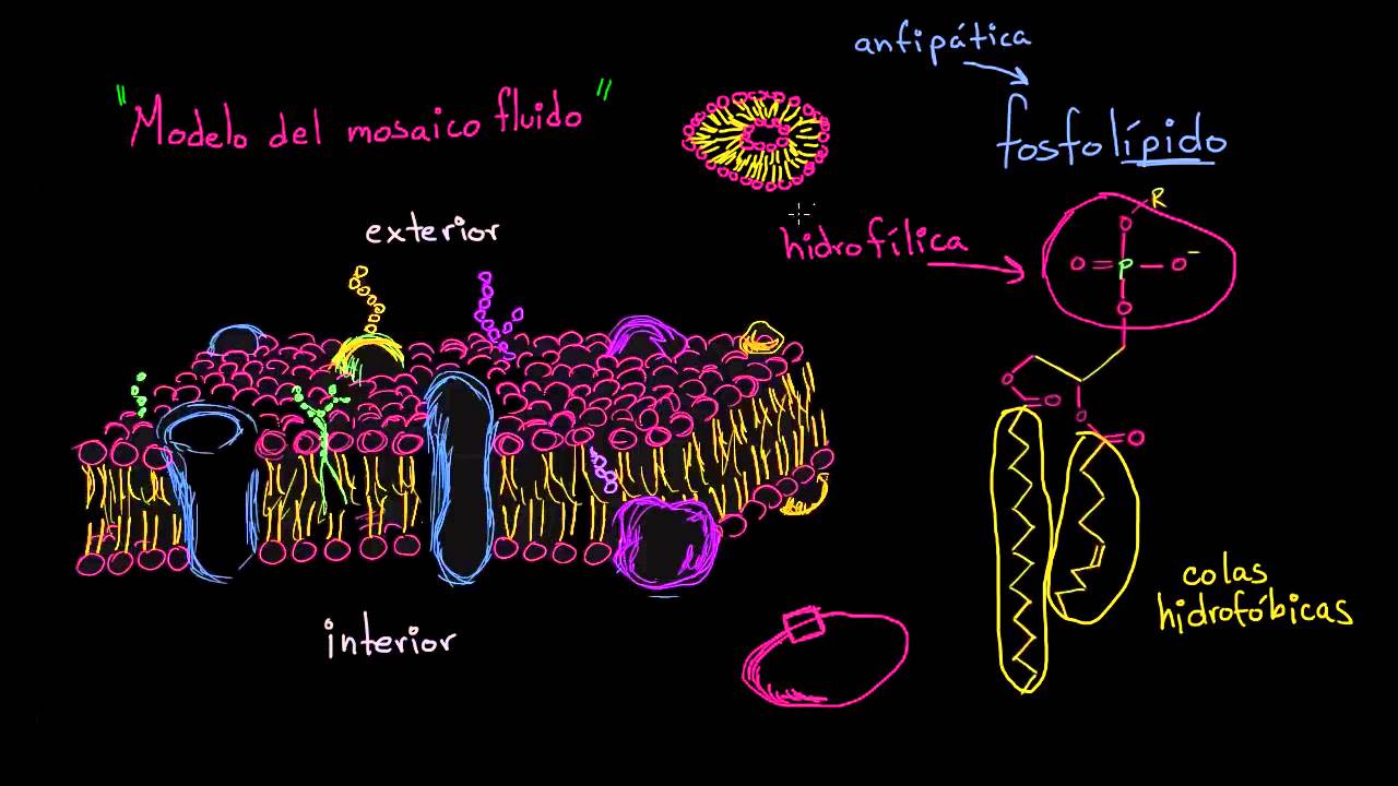 Estructura de la membrana celular: modelo del mosaico fluido | Biología | Khan Academy en Español