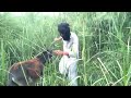 Man Sex For Donkey Meeting Video