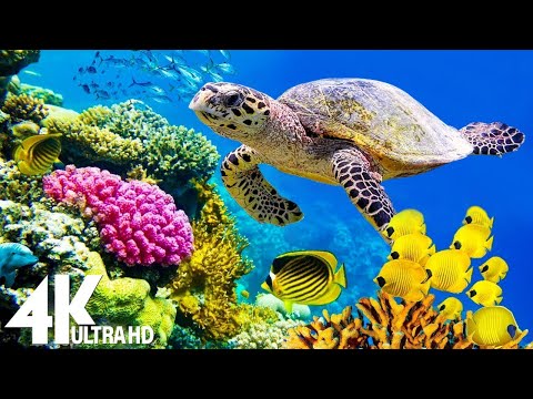[NEW] 11HRS Stunning 4K Underwater Wonders + Relaxing Music | Coral Reefs & Colorful Sea Life