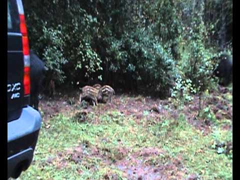 Vildsvin vid Älgberget