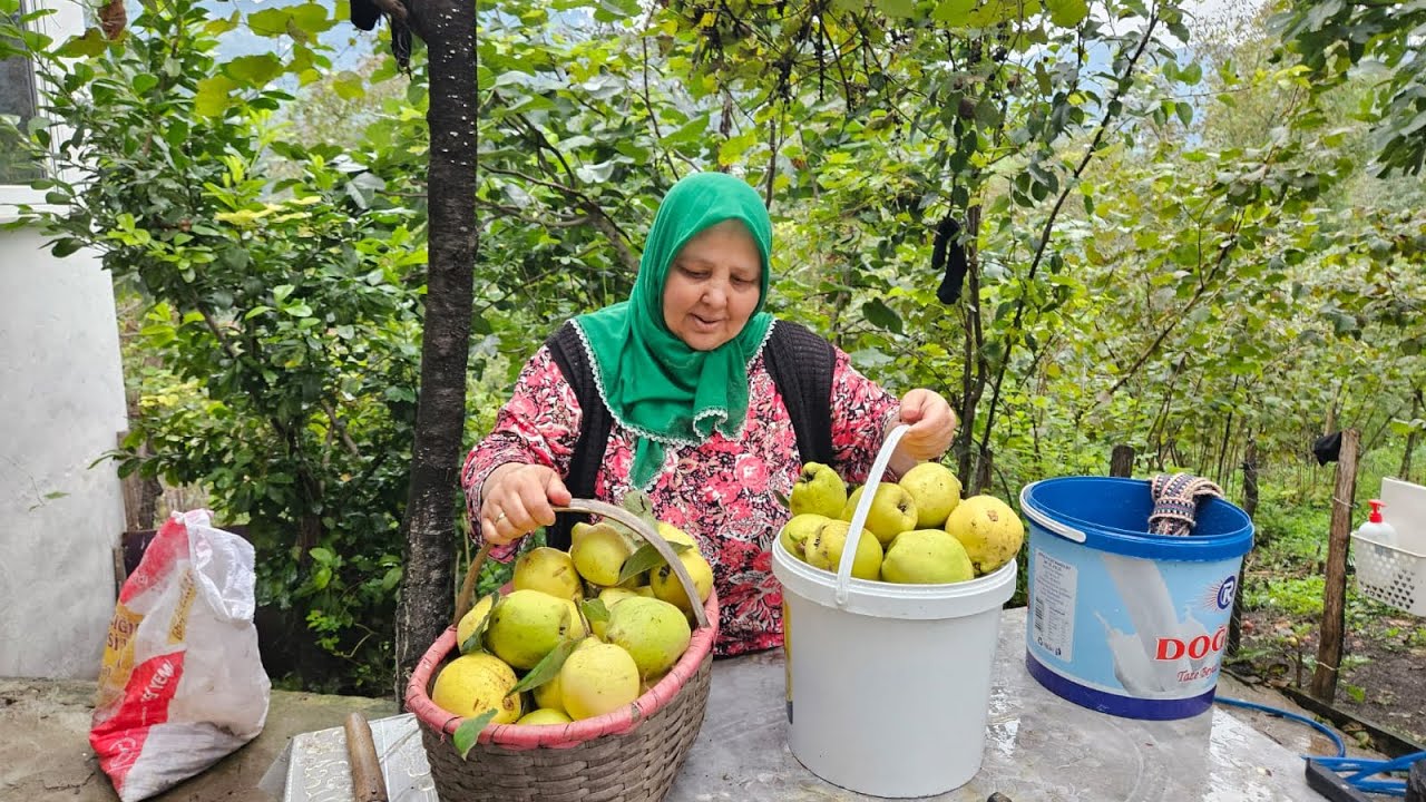 ‼️HER BİR TANESİ BİR KİLO GELEN AYVALARIMIZI TOPLADIK‼️🍐MAŞALLAH BU SENE BAHÇEMİZİN BEREKETİNE‼️🤲🏼