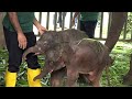 Amazing Lovable Twin Baby Elephant Birth First Recorded In An Elephant Orphanage Home