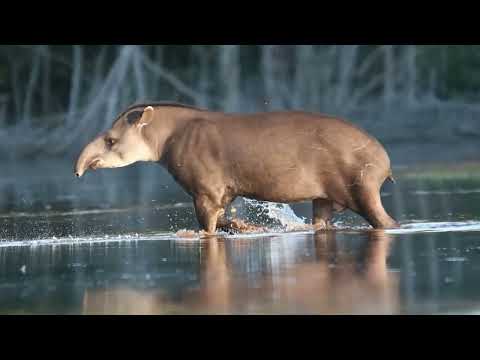 Conheça o maior mamífero terrestre do Brasil, a anta!