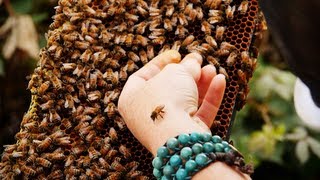 The Importance of Bees (with Bee Girl)