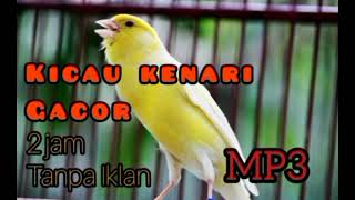 Download lagu Kenari Gacor 2 jam tanpa iklan MP3 mp3 Download lagu Kenari Gacor 2 jam tanpa iklan MP3 mp3