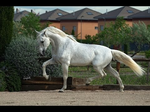 DOBLON -TR - FROZEN SEMEN AVAILABLE - SEMEN DISPONIBLE - 1.66m