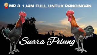 Download lagu SUARA AYAM PELUNG MP3 FULL 1 JAM | UNTUK MANCING SUARA PEJANTAN BERKOKOK PANJANG MERDU mp3 Download lagu SUARA AYAM PELUNG MP3 FULL 1 JAM | UNTUK MANCING SUARA PEJANTAN BERKOKOK PANJANG MERDU mp3