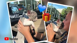 “🐶🧡 When you surprise your kids with a 🎉 new Frenchie puppy 💙🐶” Poetic French Bulldogs 🏝 Miami Beach