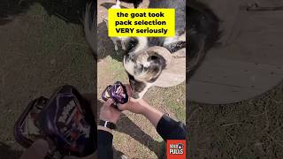 🐐 The Goat Took Pack Selection VERY Seriously