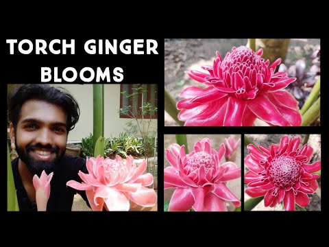 Torch Ginger Plant Care | Etlingera elatior | Exotic Tropical Flower | Nandanam Exotics | By Nirmal