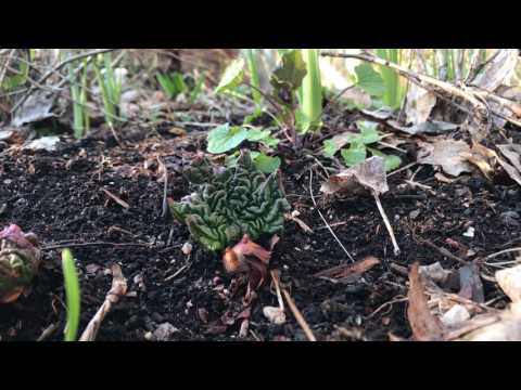 Glasrabarber - rabarber delikatess - gör egen ! Jessica visar i dagens Odlingsdagboken på OdlingsTV