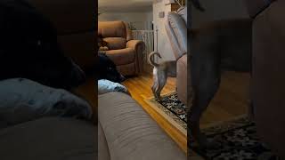 Video preview image #1 Mutt Puppy For Sale in MECHANICSBURG, PA, USA