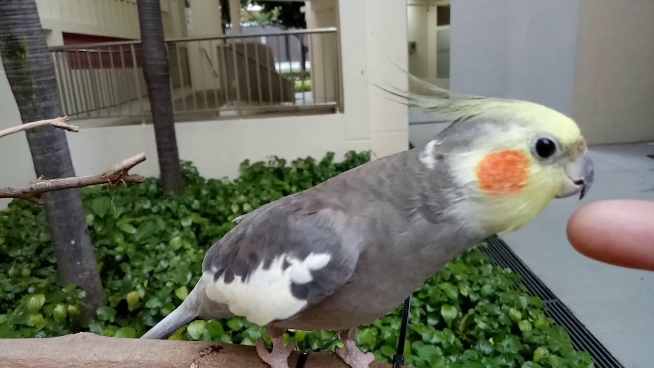 Cockatiel whistling merrily