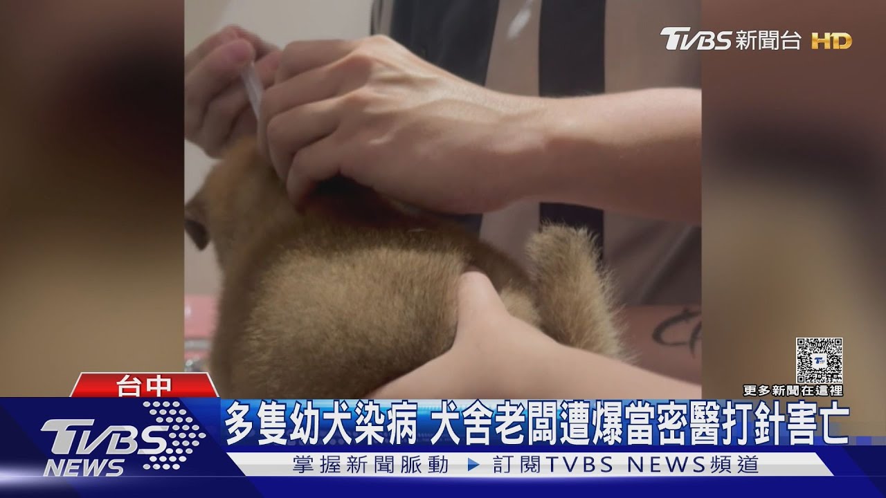 多隻幼犬染病　犬舍老闆遭爆當密醫打針害亡