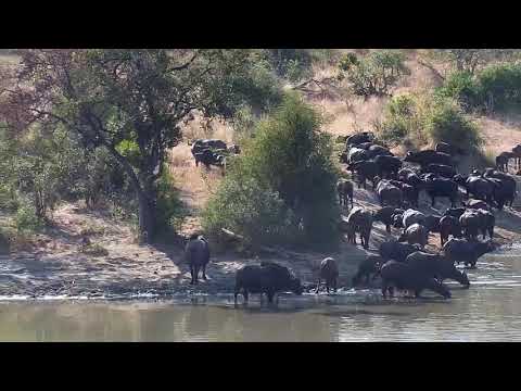 Djuma: Buffalo herd-Pt:1 - 09:20 - 06/15/20