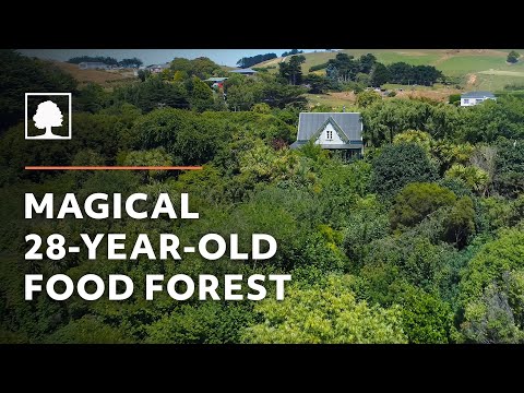 Magical 28-Year-Old Permaculture Food Forest – Growing Wild Together