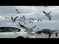 Thousands Of Birds In The Parking Lot