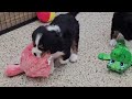 Miniature Bernese Mountain Dog dogs for sale: Macchiato - Video 1