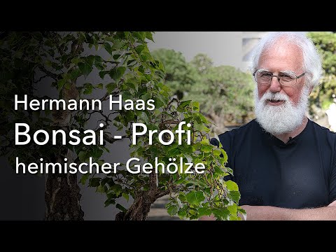 Not just black and white! Birch expert Hermann Haas - Bonsai from native trees!