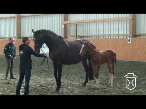 A486 Stufohlen von Casall - Cassini I - Narew xx