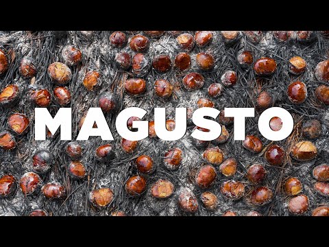 Chestnut Festival Tradition