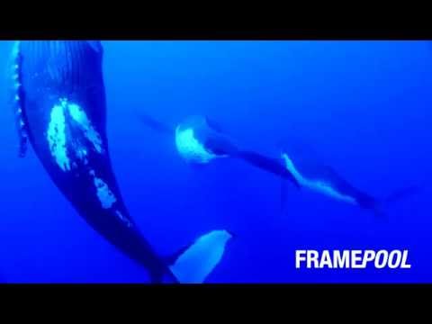 Secrets of the Big Blue | Framepool