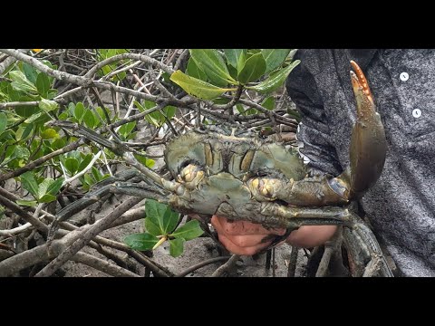Hunting for MUDCRABS Bare Handed
